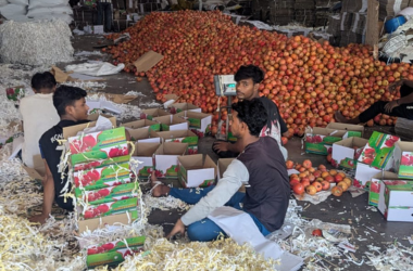 Pomegranate sorting at Nashik