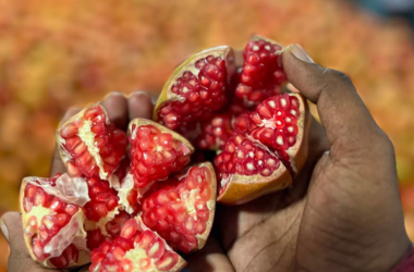 Good Quality Pomegranates from Indian Market