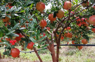 Pomegranate from Farm