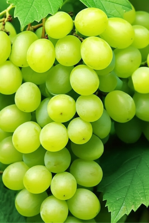 nashik grapes