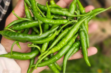 Green Chillies