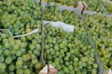 grapes boxes